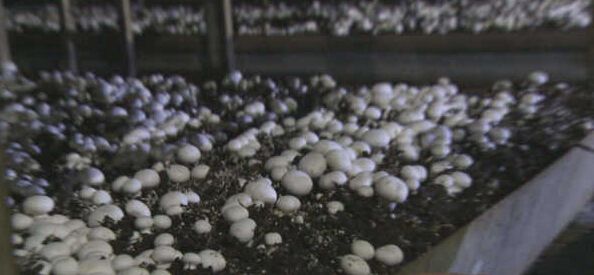 黑龍江秸稈利用，小秸稈變成大生意