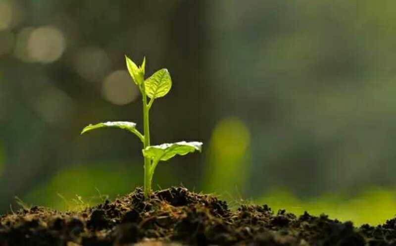 枯草芽孢桿菌_神奇的【枯草芽孢桿菌】菌肥都離不開你！