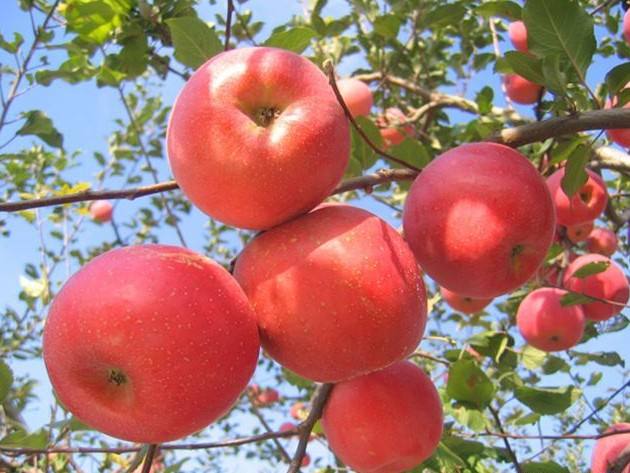 如何綜合防治控制蘋(píng)果腐爛病