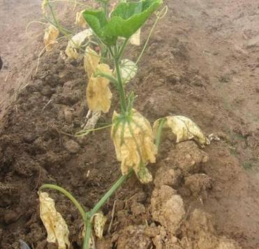 人元生物小指南_有機肥的堆漚方法，推薦收藏！