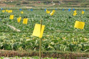 無公害9法巧防蔬菜蚜蟲 生物菌劑消滅蚜蟲！