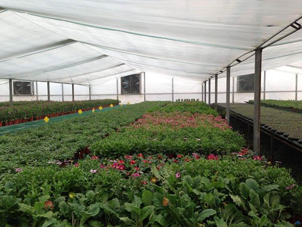 有機肥：盲目混施化肥，越冬蔬菜將遭受肥害