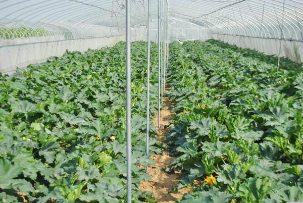 生物有機(jī)肥：老棚蔬菜種植如何改善土壤養(yǎng)分？