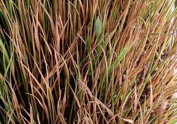 有機(jī)肥和化肥比哪個好？