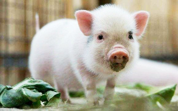 有機(jī)肥和化肥比哪個好？