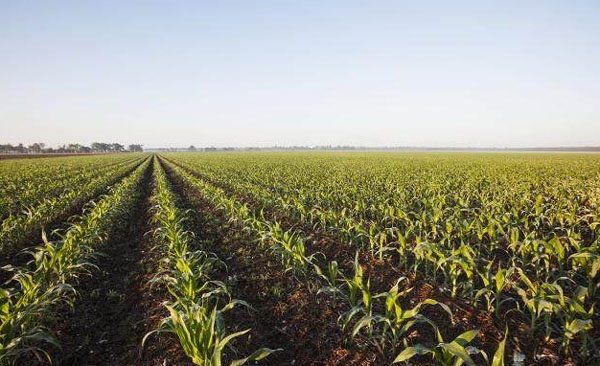 中國(guó)農(nóng)肥革命:新型肥料將提高玉米水稻產(chǎn)量