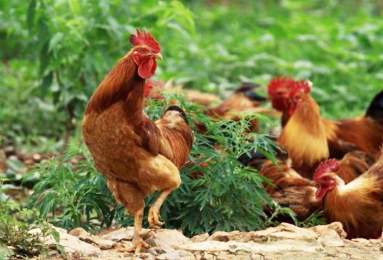 雞糞有機(jī)肥使用后有哪些好處？