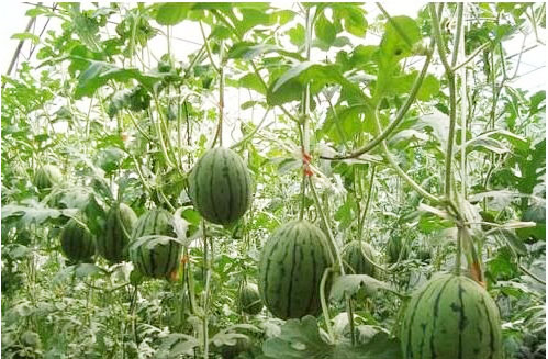 西瓜施用什么肥料長(zhǎng)的好？施肥技術(shù)有哪些？