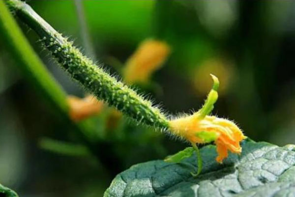 黃瓜使用什么有機(jī)肥長得好