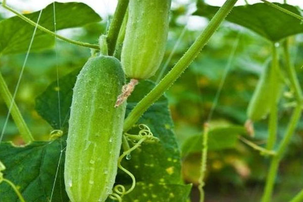 黃瓜施什么肥長的好？具體用法用量如何？