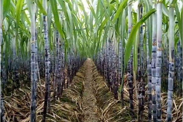 甘蔗施用什么肥料好？如何使用？