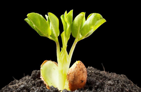 生物有機(jī)肥料好用嗎，都有哪些作用？