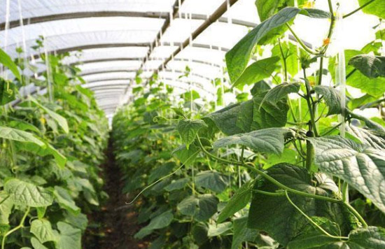 施用有機(jī)肥有哪些作用？