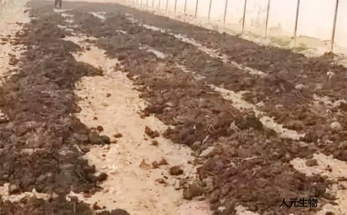 我國豬糞利用方面未來發(fā)展趨勢怎樣？