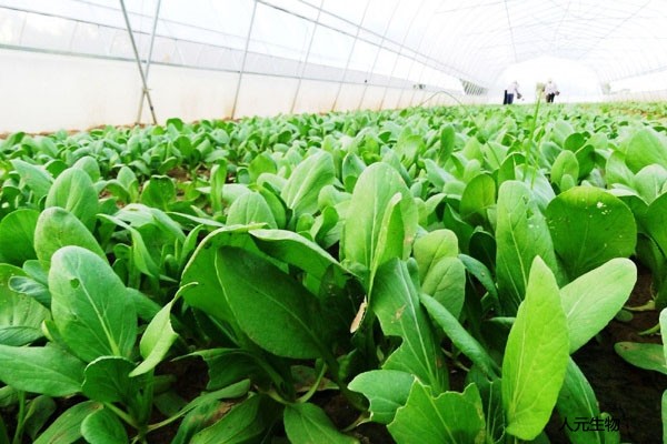 田地施用有機(jī)肥的好處有哪些？