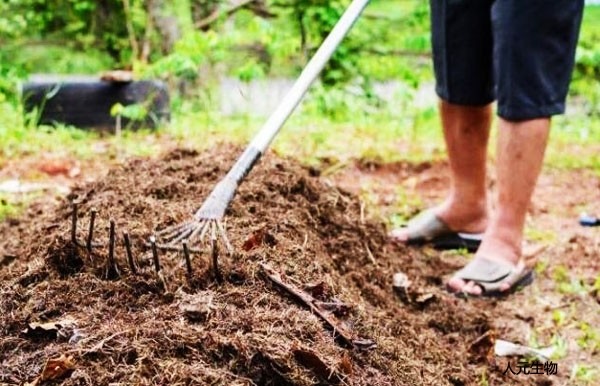 怎么給月季施肥才對？需要抓住冬天施肥的好時(shí)機(jī)