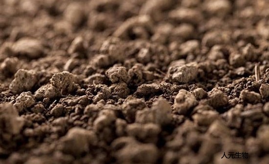 怎么給月季施肥才對？需要抓住冬天施肥的好時(shí)機(jī)