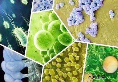 微生物菌肥料有哪些種類？