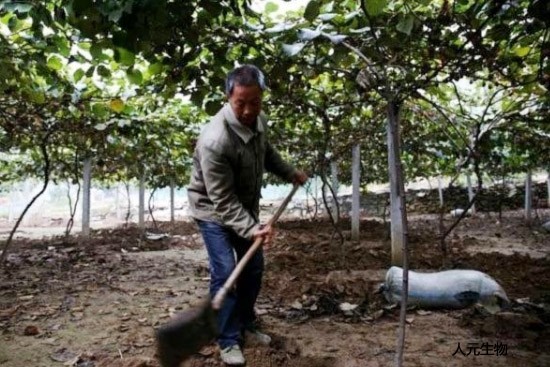 化肥和有機(jī)肥搭配使用有哪些好處？