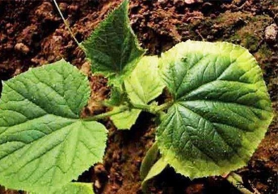 果園有機(jī)肥怎么施用效果才好？