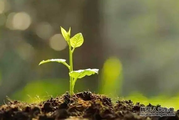 有機肥和化肥哪個效果好，有啥區(qū)別？