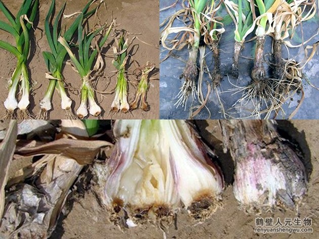 大蒜常見病害的防居然要這樣防治 大蒜常見病害的防居然要這樣防治