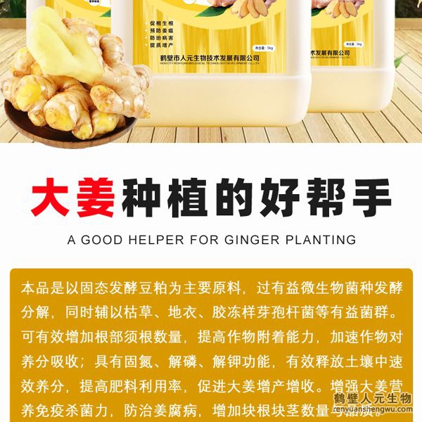 可有效增加根部須根數(shù)量，提高作物的附著能力；使作物主根粗壯、須根濃密，加速作物對養(yǎng)分的吸收；富含的有益菌具有固氮、解磷、解鉀功能，有效釋放土壤中的速效養(yǎng)分，提高肥料利用率，增加大姜產(chǎn)量。