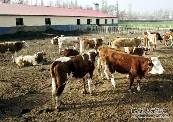 牛糞怎么發(fā)酵，堆放多久可以做肥料